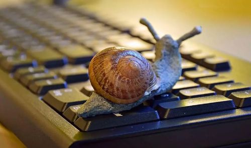 Caracol sobre un teclado