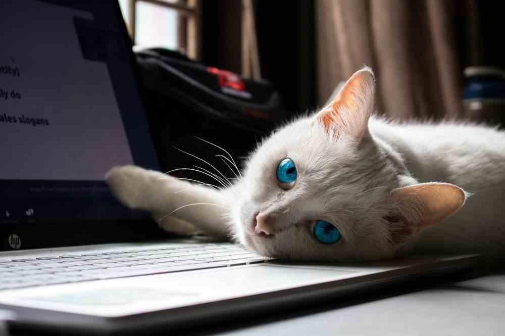 mascota gato portátil