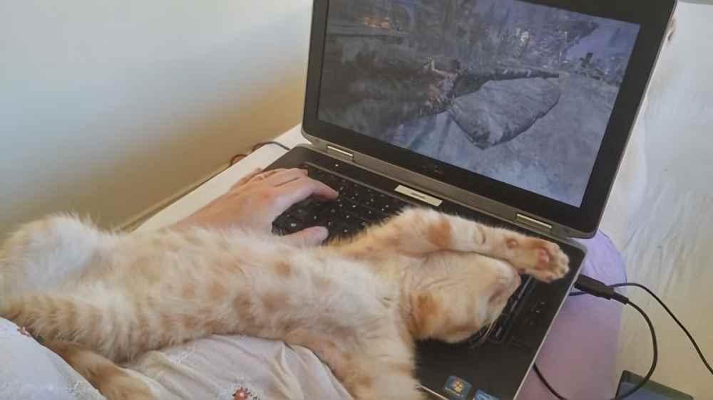 Gato sobre portátil
