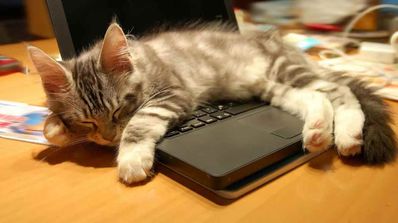 Gato encima portátil