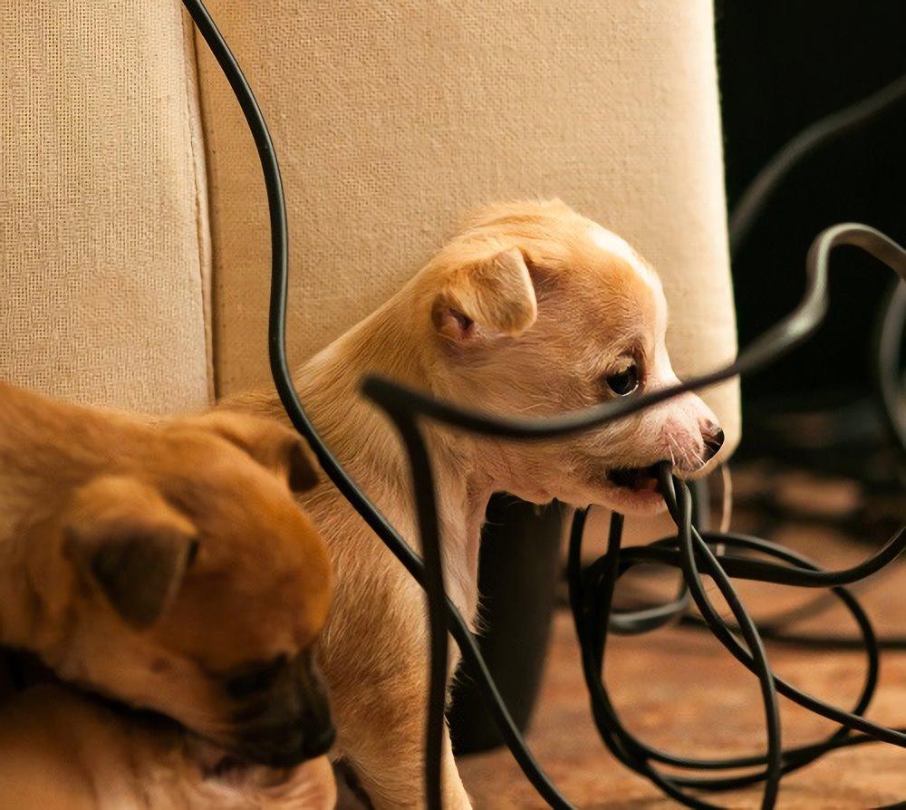 Solo haz Malgastar Sucio Tú gato o perro muerde los cables del ordenador? Así puedes evitarlo