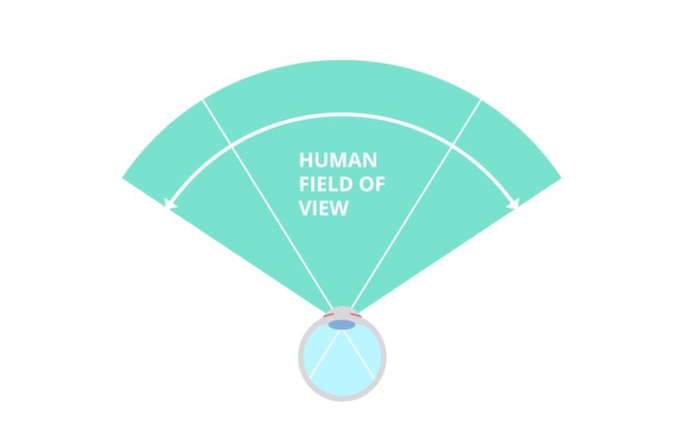 angle of vision human