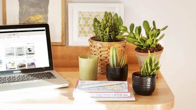 plantas escritorio