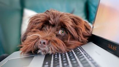 Portátil ASUS con perro