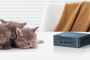 Tres gatitos grises durmiendo junto a un mini PC Bosgame E2 Air sobre una mesa blanca.