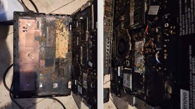 Lenovo con insectos